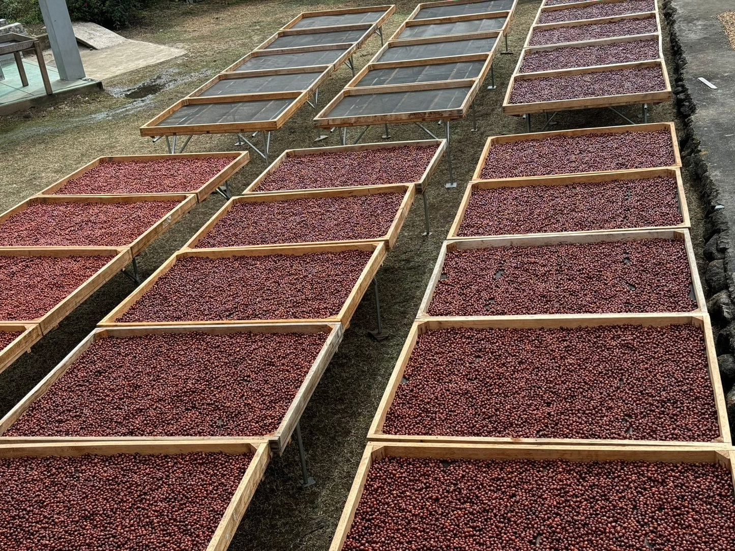 DWIGHT AGUILAR SL9 / INCA GESHA