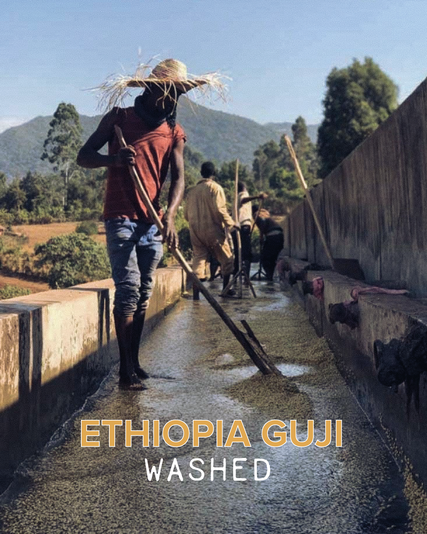 ETHIOPIA GUJI WASHED