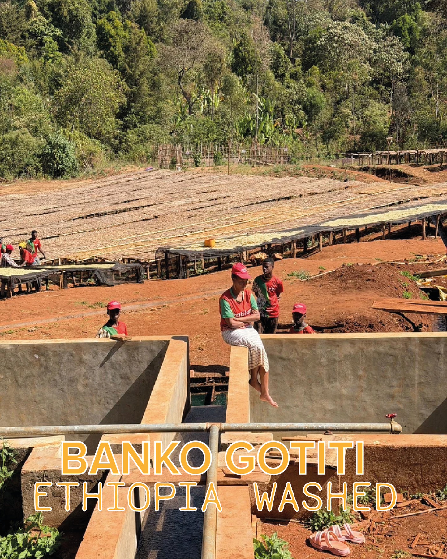BANKO GOTITI ETHIOPIA WASHED