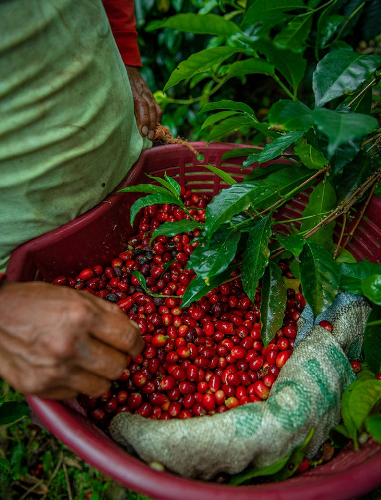 BOCAINA SERIES: Panama, Hacienda La Esmeralda
