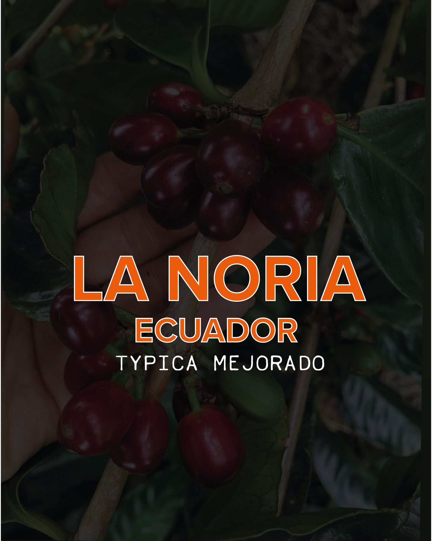 LA NORIA, ECUADOR, TYPICA MEJORADO