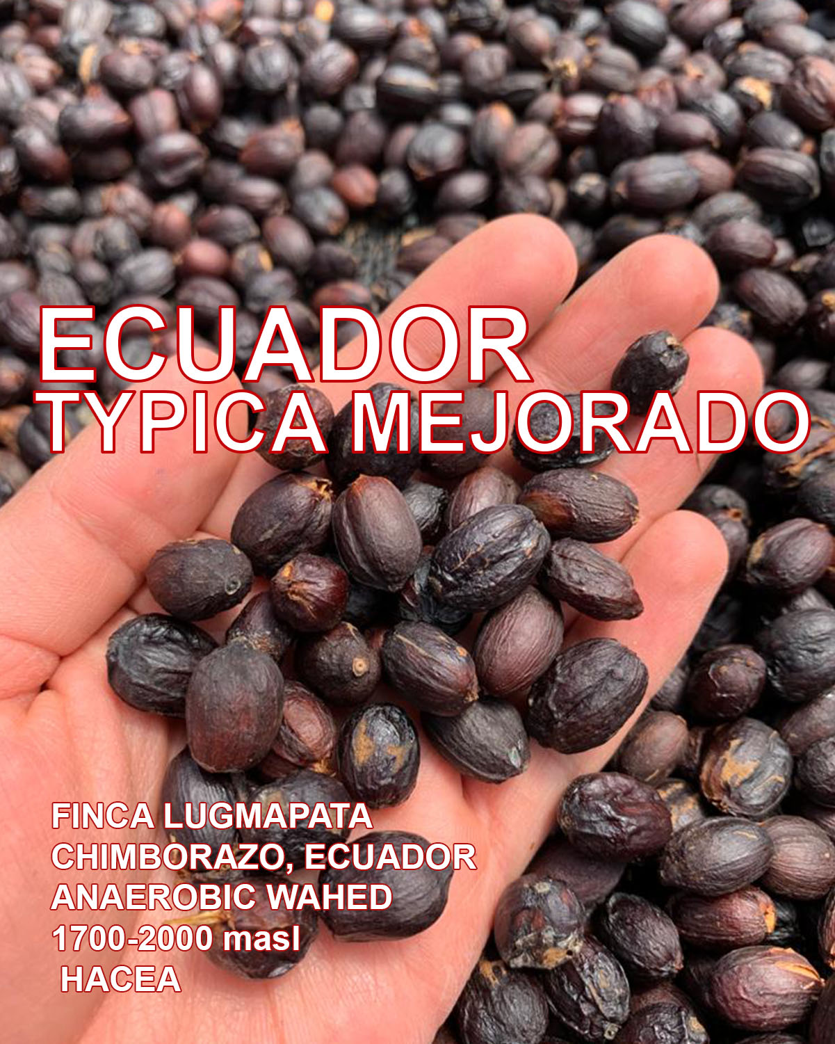 ECUADOR TYPICA MEJORADO