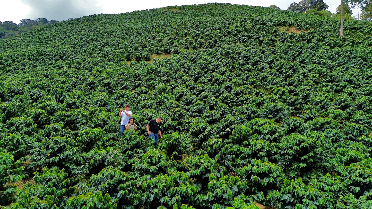 LA CURVA FARM, MERIDA VENEZUELA