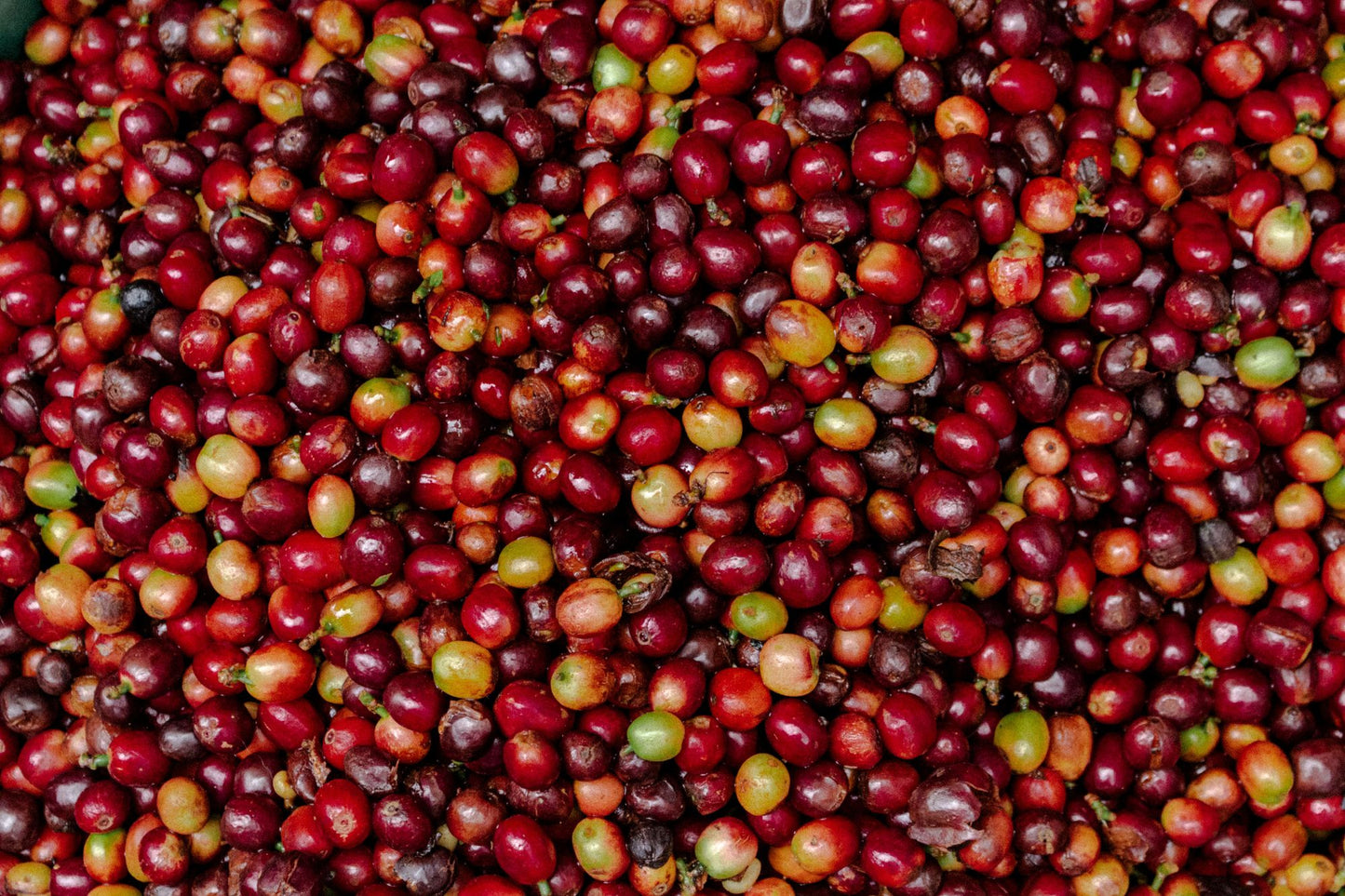 CAROLINA RAMIREZ BLACK HONEY