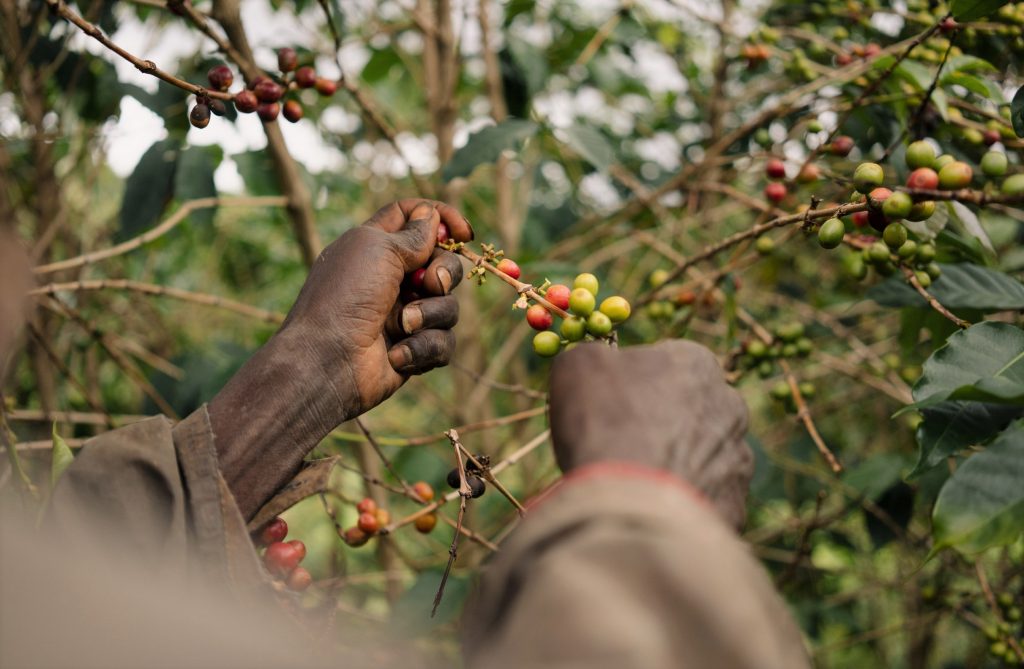 HEZA BURUNDI PEABERRY HONEY