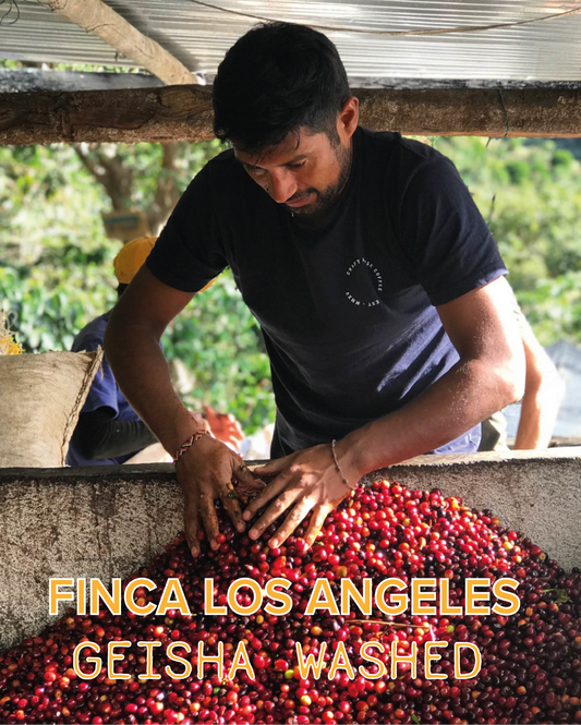 FINCA LOS ANGELES GESHA WASHED