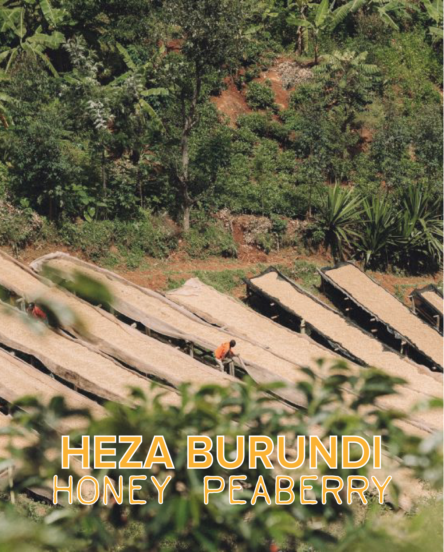 HEZA BURUNDI PEABERRY HONEY