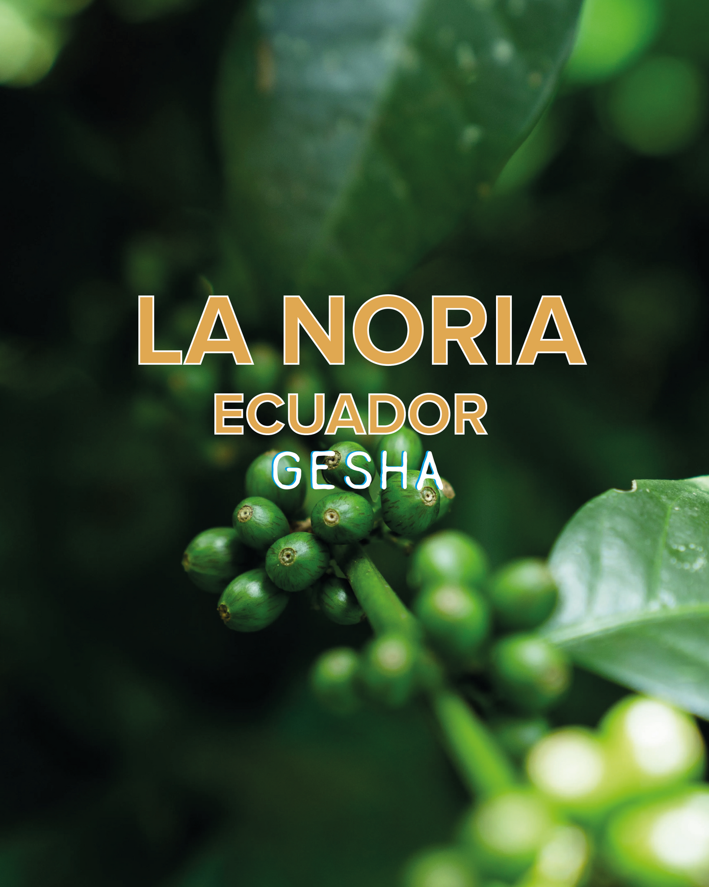 LA NORIA ECUADOR WASHED GESHA