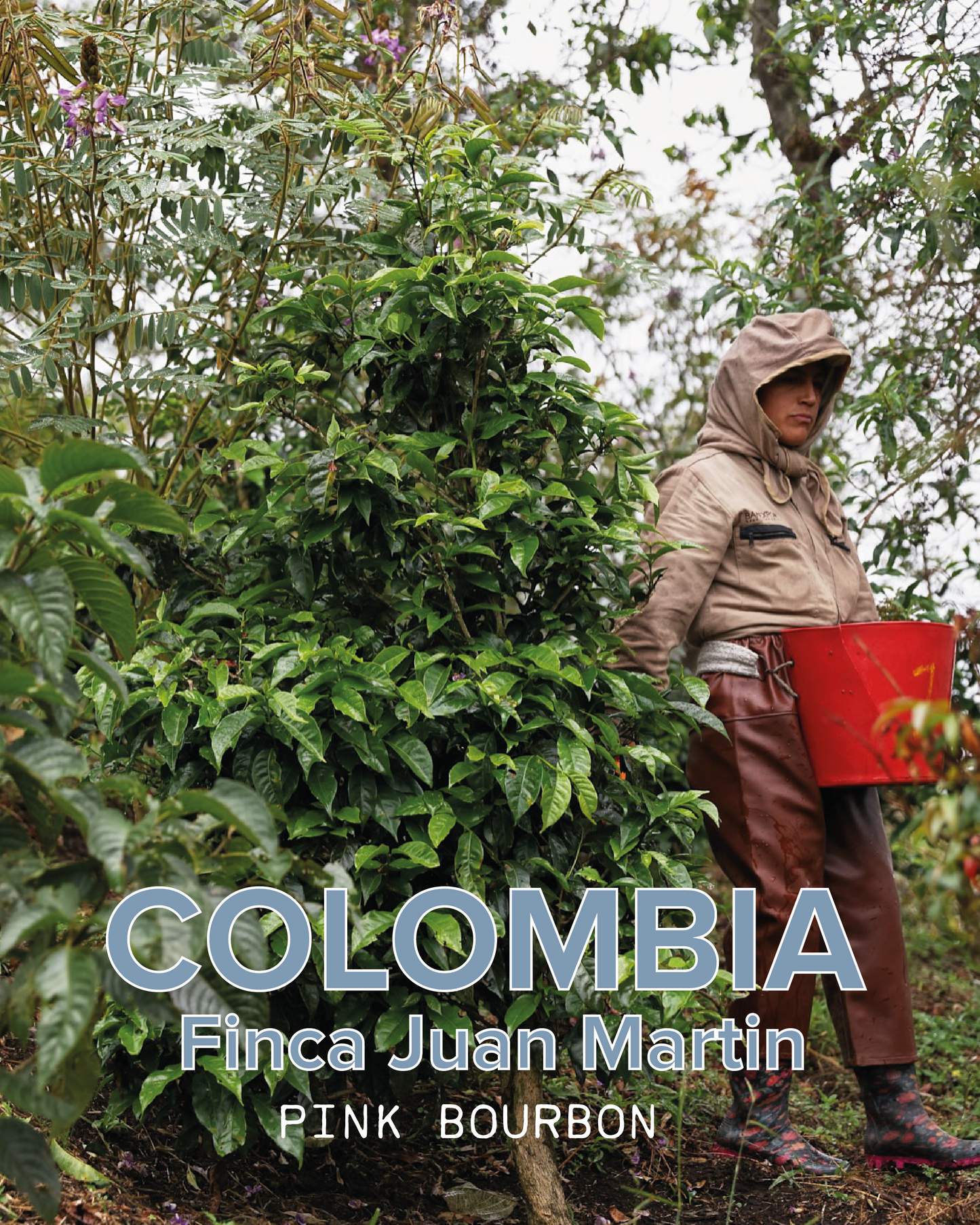 COLOMBIA PINK BOURBON