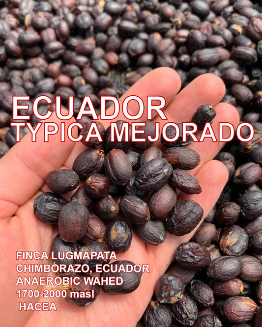 ECUADOR TYPICA MEJORADO