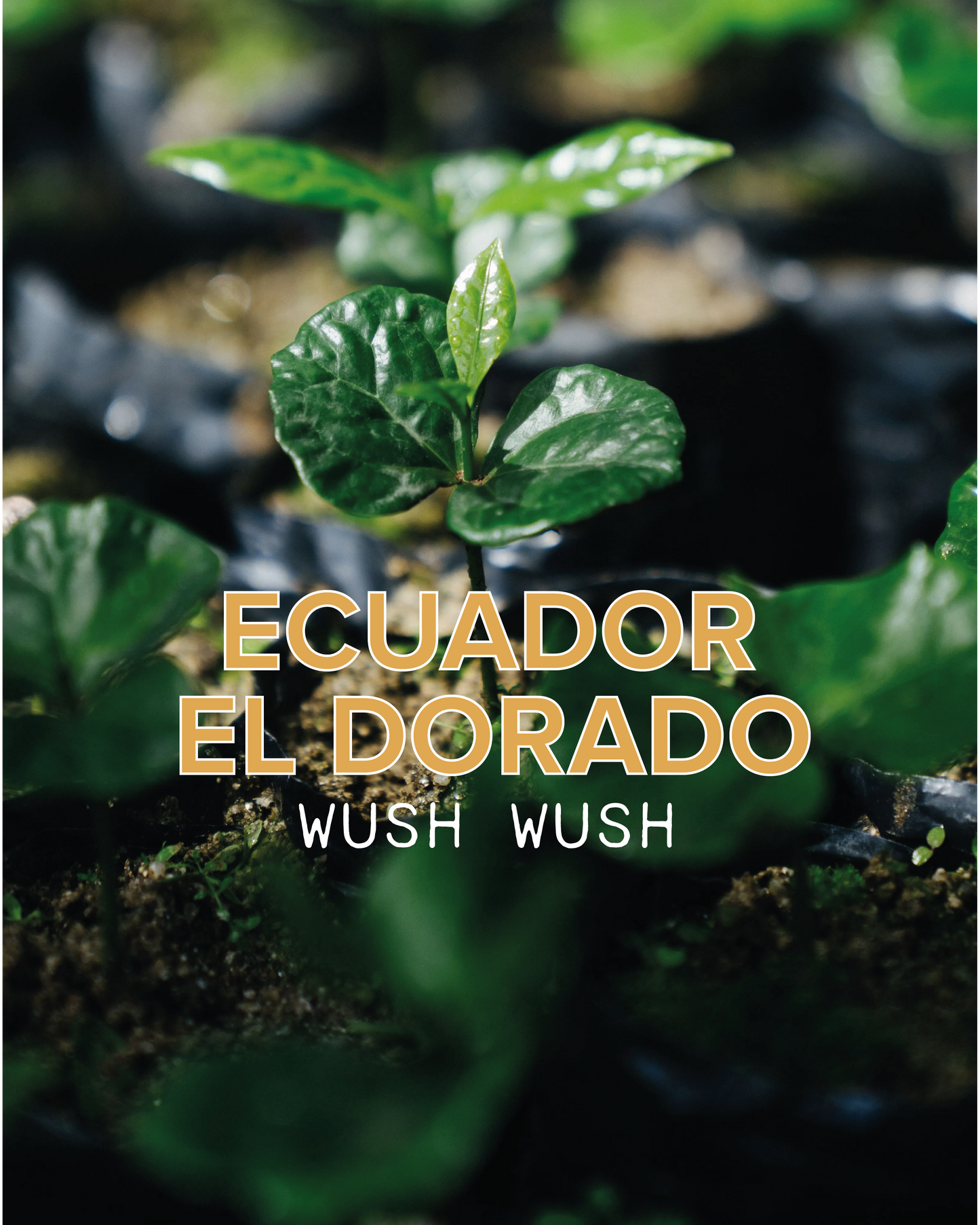 Ecuador El Dorado Wush Wush