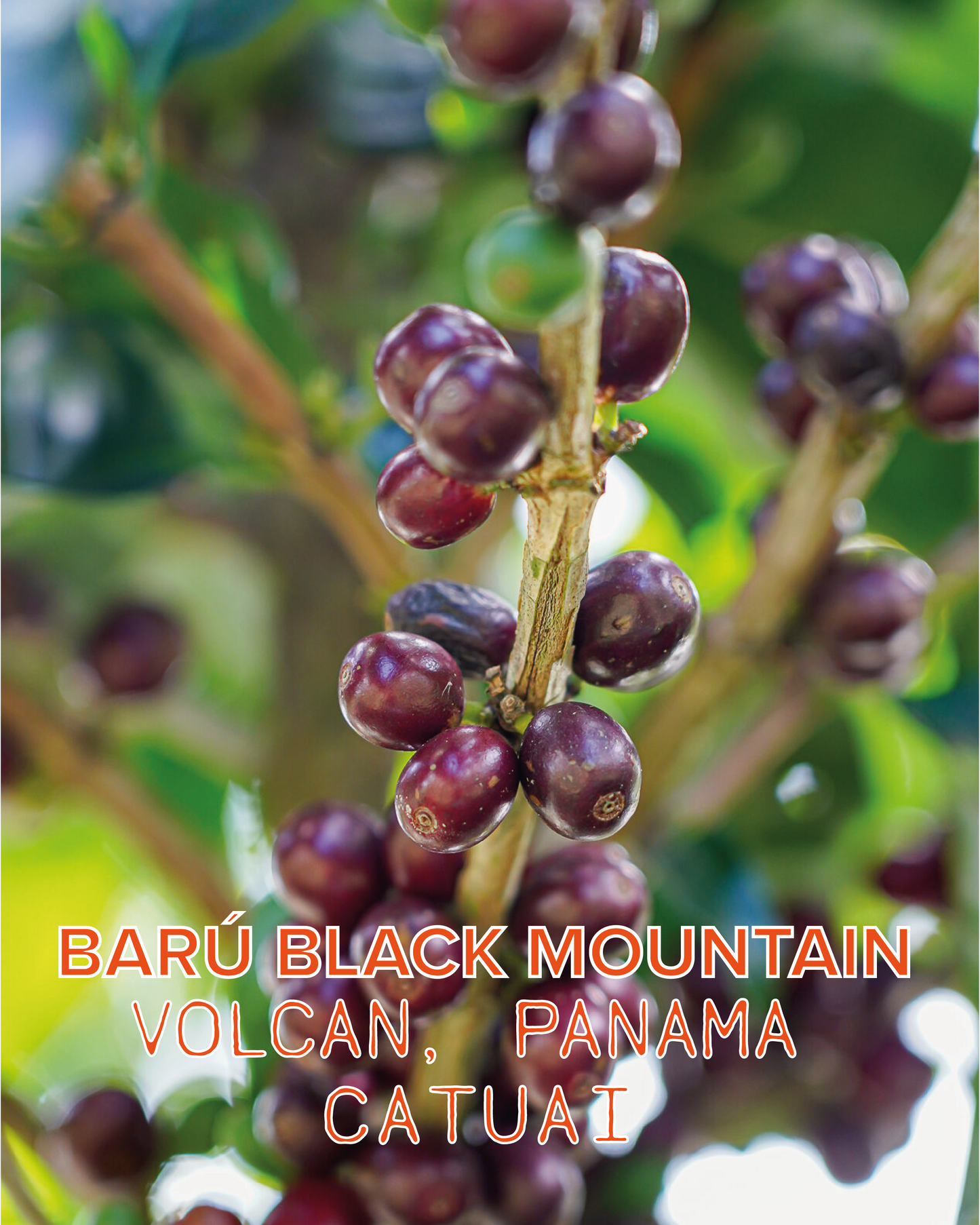 BARÚ BLACK MOUNTAIN NATURAL CATUAI