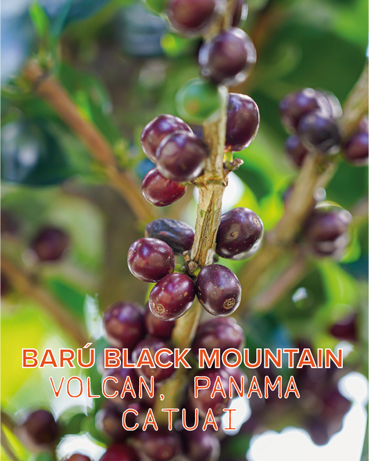 BARÚ BLACK MOUNTAIN NATURAL CATUAI