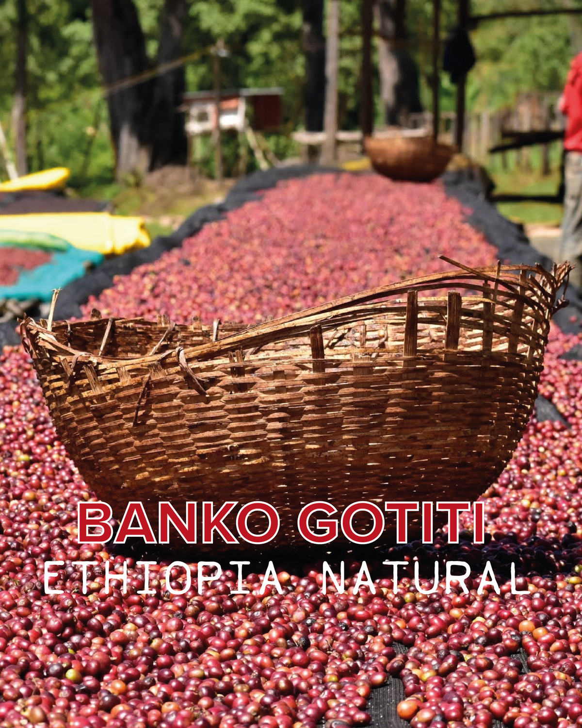 BANKO GOTITI NATURAL