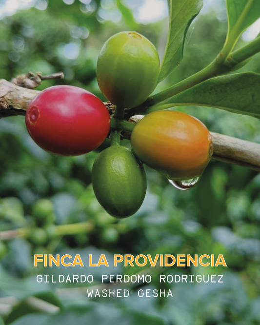 GILDARDO PERDOMO ROGRIGUEZ FINCA LA PROVIDENCIA
