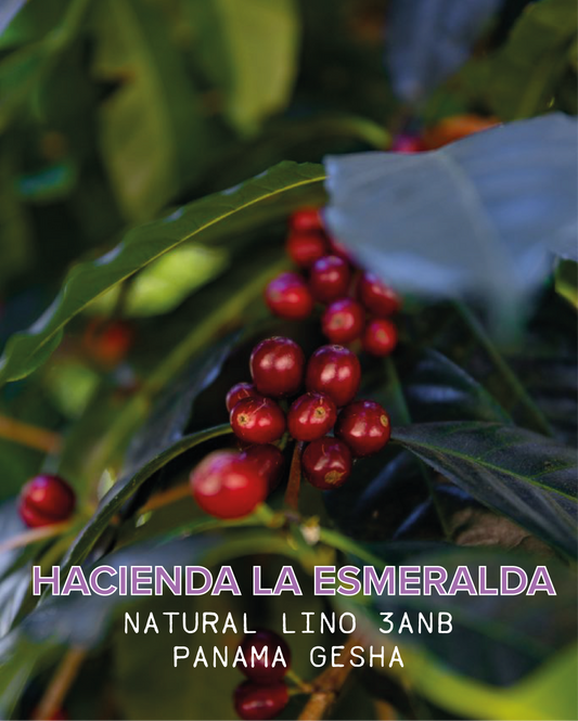 PIERRE LOT:  HACIENDA LA ESMERALDA LINO 3ANB