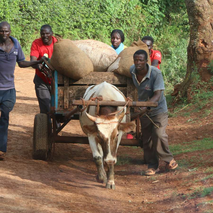 KICHWA TEMBO KENYA AA